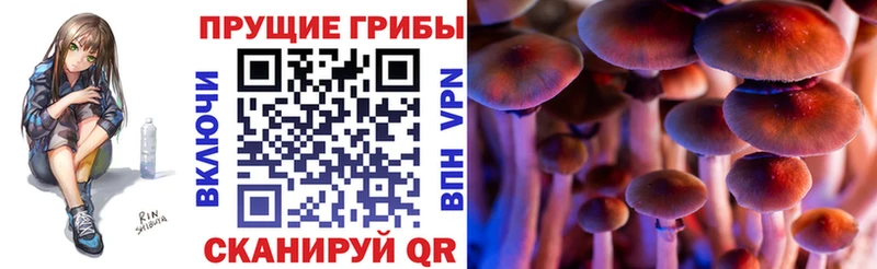 Галлюциногенные грибы Psilocybe Курлово